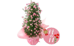 ◆母の日限定！人気のつるバラの鉢植え立体的なタワー状に仕立てた、つるバラ「舞姫」の鉢植えです。八重咲きで淡いピンクの小ぶりな花を咲かせます。花付きが良く、たくさんの薔薇をタワー状に咲かせるのでボリュー