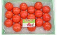 C3富士の恵たっぷりフルーツトマト金太郎トマト1箱(約3kg)