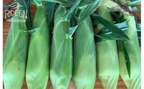 133-4 【予約受付令和8年6月から発送開始】 野菜 とうもろこし 1.6kg 枝豆 （陽恵） 500g トマト （マキノハニー） 1.1kg セット スイーツ 予約受付 予約 甘い あまい レジャー キャンプ コーン 美味しい おいしい 野菜 バーベキュー BBQ 産地直送 新鮮 生鮮 食品 おやつ 送料無料 期間限定 数量限定 限定 もろこし スイートコーン 静岡県 牧之原市