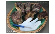 【冷蔵】岩ガキ　6ケ入　約2kg～約2.5kg／貝　牡蠣　かき　カキ　天然　養殖　BBQ　伊勢志摩産