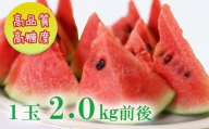 【数量限定】江本農園 夏の小玉アンテナスイカ １玉ギフト箱 赤 U-142