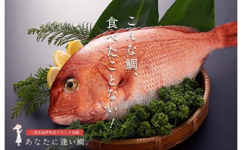 （冷蔵）驚く甘さ！ジューシーなブランド真鯛【水洗い・下処理済】 ／ はさま あなたに逢い鯛。 三重県 南伊勢町 伊勢志摩 741192 - 三重県南伊勢町