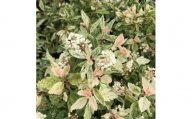 斑入りコデマリ　ピンクアイス　花も葉も、見どころいっぱいの低木<プラス樹>　【1278495】