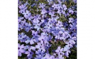 芝桜(シバザクラ)オーキントンブルーアイ 青い花 9センチポット 30株セット