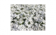 芝桜(シバザクラ)モンブランホワイト　純白の花　9センチポット　30株セット【1059645】