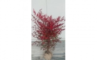 紅葉が美しい♪縁起木♪南天　樹高約80cm～1m　取扱説明書付き【1020802】