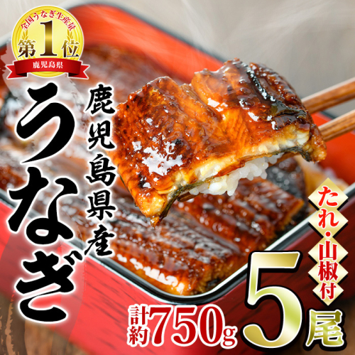 【0294315a】東串良町のうなぎ蒲焼(無頭)(5尾・計約750g・タレ、山椒付)うなぎ 高級 ウナギ 鰻 国産 蒲焼 蒲焼き たれ 鹿児島 ふるさと 人気【アクアおおすみ】 74570 - 鹿児島県東串良町