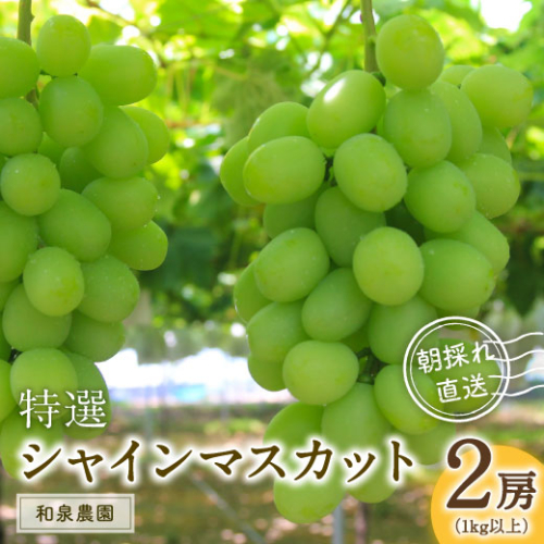 D2-02 特選シャインマスカット2房入(約1kg) 75433 - 大分県豊後高田市
