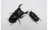 ヒマラヤ系アンタエウスオオクワガタ 成虫ペア飼育セット（大きさ：オス 80-84㎜、メス 48㎜前後）
