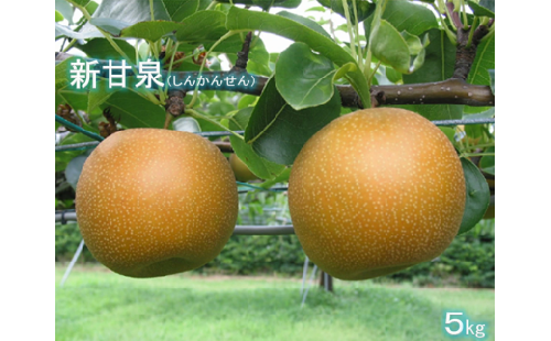 鳥取県産梨「新甘泉（しんかんせん）」5kg