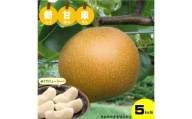 鳥取県産梨「新甘泉（しんかんせん）」5kg