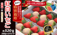 M-AH18.[4月〜5月上旬発送]減農薬紅白いちご「古都華&白いちご」2パック 特別栽培農産物