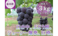 巨峰３kgセット