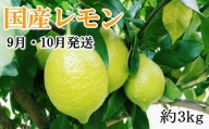 【手選別・産直】紀の川産の安心国産レモン約3kg＊9月・10月発送＊