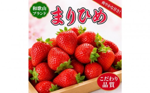 紀州和歌山ブランドいちご「まりひめ」約250g×4P ［2027年3月上旬頃～3月下旬頃に順次発送］［UT39］ 765935 - 和歌山県和歌山市