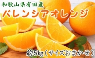 和歌山県有田産バレンシアオレンジ約5kg（サイズおまかせ）※2024年6月下旬～2024年7月上旬頃に順次発送（お届け日指定不可）