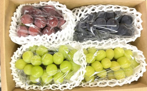 シャインマスカット入り詰め合わせぶどう　１.５ｋｇ　ご家庭用　0065-2504
