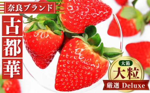 奈良のいちご「古都華～ことか～」大粒厳選 Deluxe（大箱）※12月下旬頃〜3月下旬頃に順次発送予定　※北海道・沖縄・離島対応不可 | フルーツ くだもの 果物 いちご イチゴ ことか コトカ 古都華 奈良県 五條市
