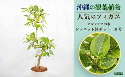 沖縄の観葉植物 人気のフィカス アルテシマ10号 シュエット鉢ポット 772167 - 沖縄県うるま市