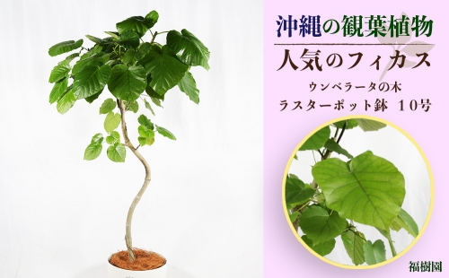沖縄の観葉植物　人気のフィカス　ウンベラータ10号 ラスターポット