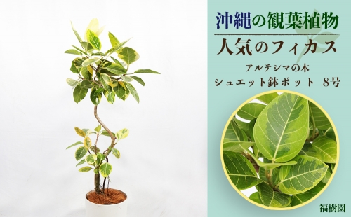 沖縄の観葉植物　人気のフィカス　アルテシマ8号　シュエット鉢ポット