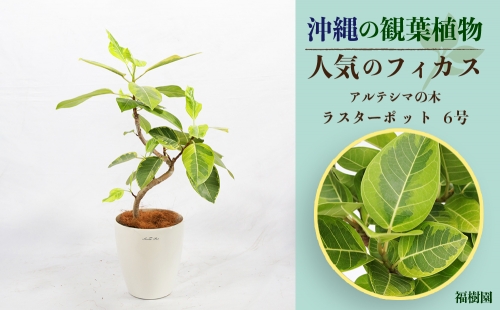 沖縄の観葉植物 人気のフィカス アルテシマ6号 ラスターポット 772195 - 沖縄県うるま市