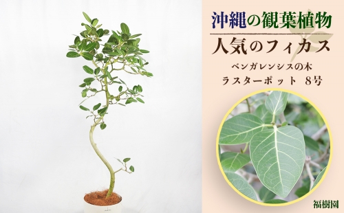 沖縄の観葉植物 人気のフィカス ベンガレンシス8号 ラスターポット 772196 - 沖縄県うるま市