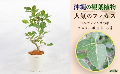 沖縄の観葉植物 人気のフィカス ベンガレンシス6号 ラスターポット 772198 - 沖縄県うるま市