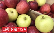 12月 田子の贈答用りんご詰合せ約5kg（14～18玉）山市美貴子さん生産直送