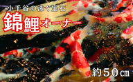 [世界に誇る泳ぐ宝石]錦鯉オーナー サイズ50cm前後 | オーナー 錦鯉 ニシキゴイ 鯉 コイ 生体 新潟県 小千谷市 [0002-0175-01]