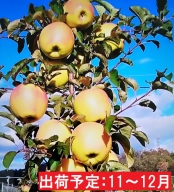 11～12月 【訳あり】キラ農法 完熟りんご ぐんま名月約5kg