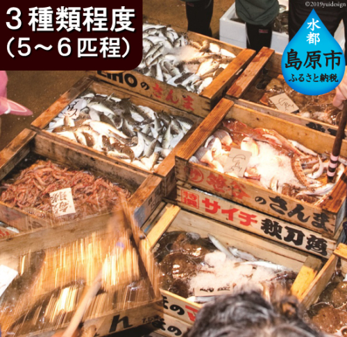 AA036プリッと身が引き締まった　島原の海の幸セット 77617 - 長崎県島原市