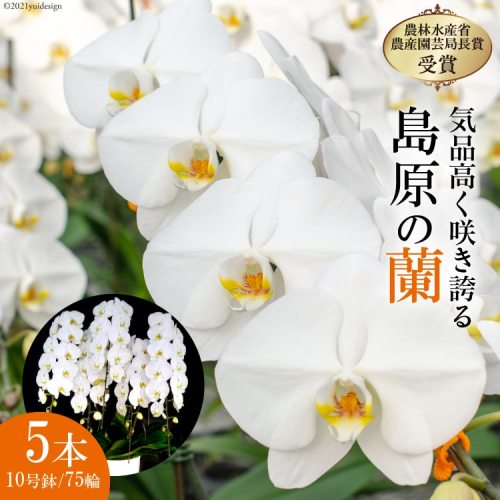BA077気品高く咲き誇り続ける　島原の”蘭”　5本立10号鉢75輪 77668 - 長崎県島原市