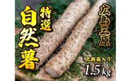 【配送不可：離島】標高375mの爽やかな「高原の恵み」をたっぷり授かった、せんチャンファームの滋味豊かな自然薯です。除草剤を全く使っていない安全安心な山菜の王者です。11月下旬より順次発送いたします。
