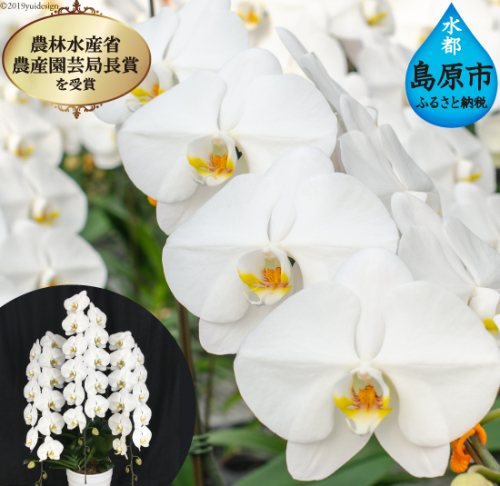 AB064気品高く咲き誇り続ける　島原の”蘭”3本立8号鉢45輪 77686 - 長崎県島原市