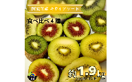 【 先行予約 】 キウイ フルーツ 食べ比べセット 約1.9kg （ 4種アソート ） 阿武町産 希少品種を厳選！ 旬の味 を堪能 フルーツ 果物 デザート 山口県産 【お届け：2025年11月14日頃～2026年1月31日頃】※品種指定不可・合計8種から4種をお届け
