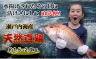 【朝獲れ直送便】瀬戸内海産の天然鯛を丸ごと1匹 大サイズ【下処理なし】