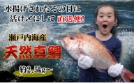 【朝獲れ直送便】瀬戸内海産の天然鯛を丸ごと1匹 キングサイズ