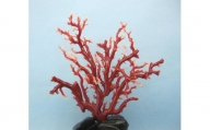 珊瑚職人館の珊瑚の原木・拝見・置物（g3）
