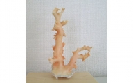珊瑚職人館の珊瑚の原木・拝見・置物（g37）