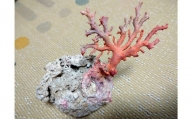 海の秘宝珊瑚：珊瑚の原木06