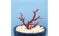 珊瑚職人館の珊瑚の原木・拝見・置物（g57）