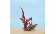 珊瑚職人館の珊瑚の原木・拝見・置物（g63）