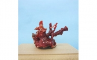 珊瑚職人館の珊瑚の原木・拝見・置物（g64）