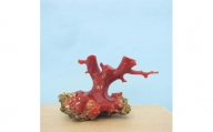 珊瑚職人館の珊瑚の原木・拝見・置物（g65）