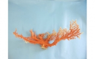 珊瑚職人館の珊瑚の原木・拝見・置物（g61）