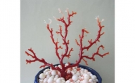 珊瑚職人館の珊瑚の原木・拝見・置物（g60）