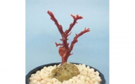 珊瑚職人館の珊瑚の原木・拝見・置物（g67）