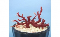 珊瑚職人館の珊瑚の原木・拝見・置物（g68）