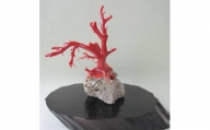 珊瑚職人館の珊瑚の原木・拝見・置物（g62）